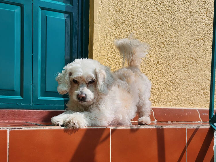 Patitas de Perro Night Tour