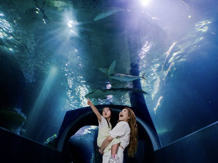 End school holidays with a splash by scoring 50% off kids tickets to Sea Life Melbourne Aquarium