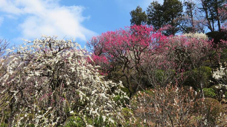 Ikegami Plum Garden