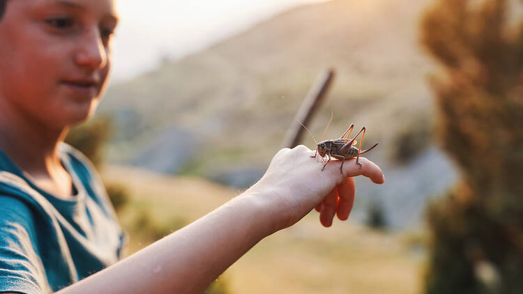Curious boy holding a large grasshopper on his hand outdoors in nature, exploring wildlife and enjoying adventure with insects at sunset