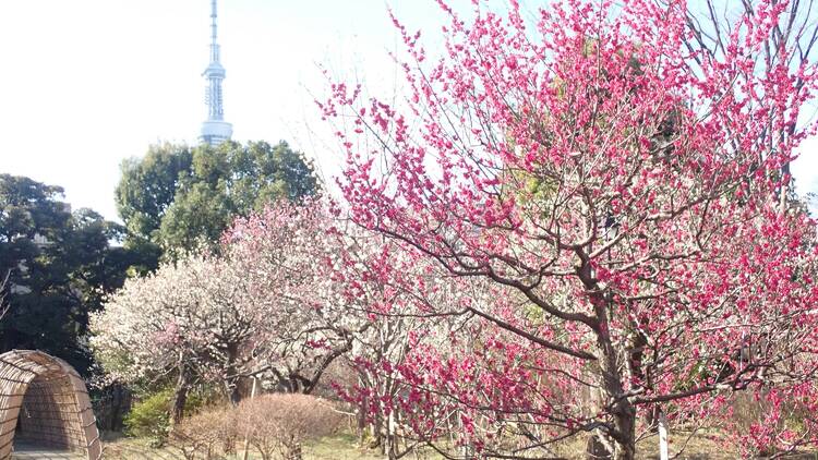 Mukojima Hyakkaen Plum Festival