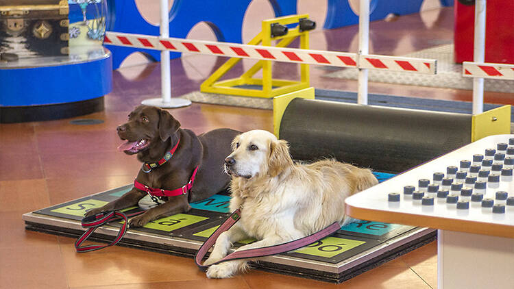 Museu Amigo dos Animais