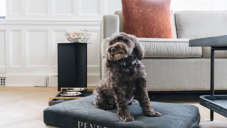 A puppy poses on a Pendry dog bed. 