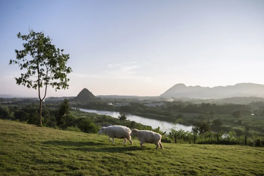 Marshmallow Restival