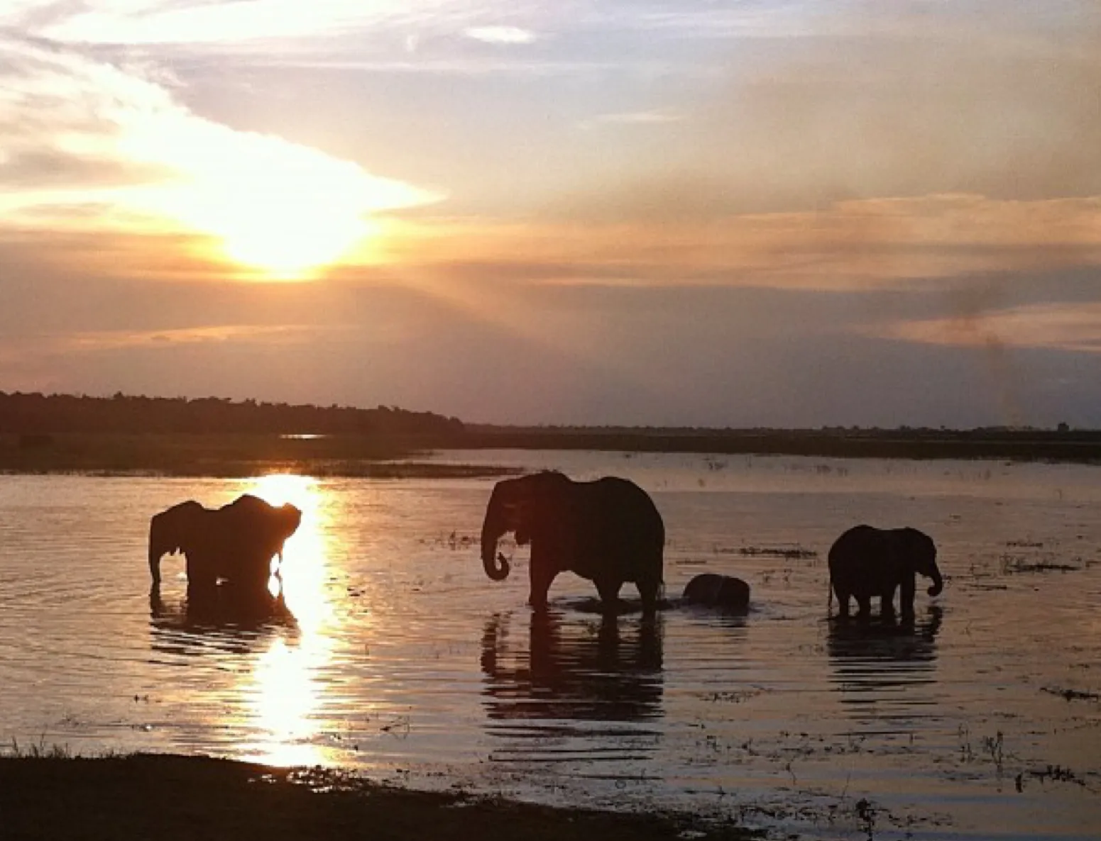 Elephants in Chobe, Botswana. 
