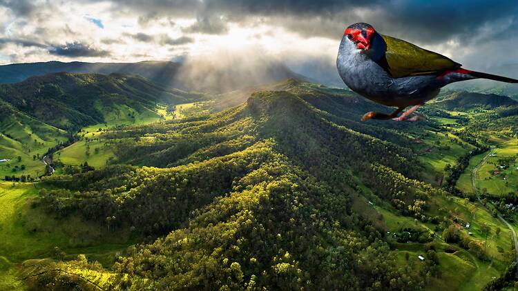 National park with bird