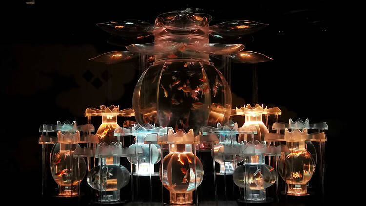 The alternative: Art Aquarium Museum