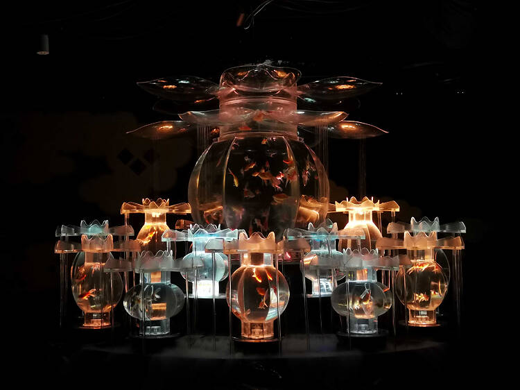 The alternative: Art Aquarium Museum