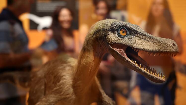 Dinosaurios entre nosotros (Museo Nacional de CCNN). Dinosaurios entre nosotros (Museo Nacional de CCNN).