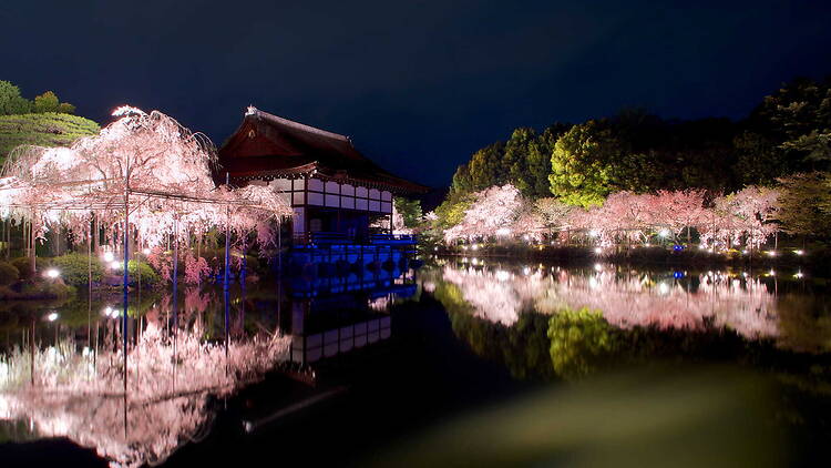 Heian Shrine Sakura Otoyo