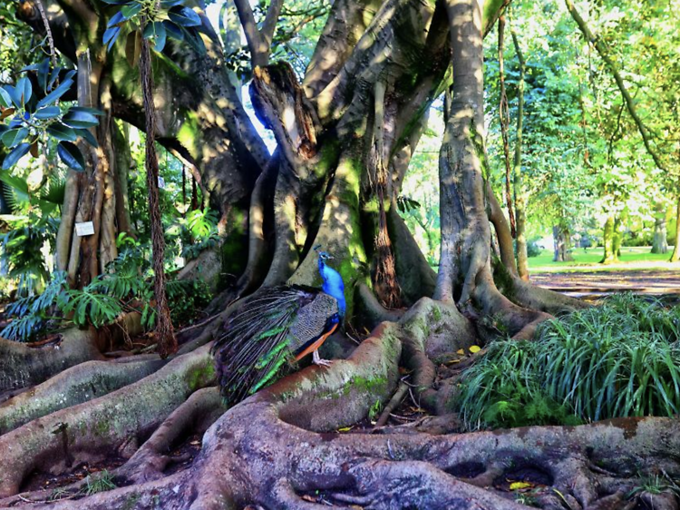 Nos 120 anos do Jardim Botânico Tropical, as visitas são grátis Nos 120 anos do Jardim Botânico Tropical, as visitas são grátis