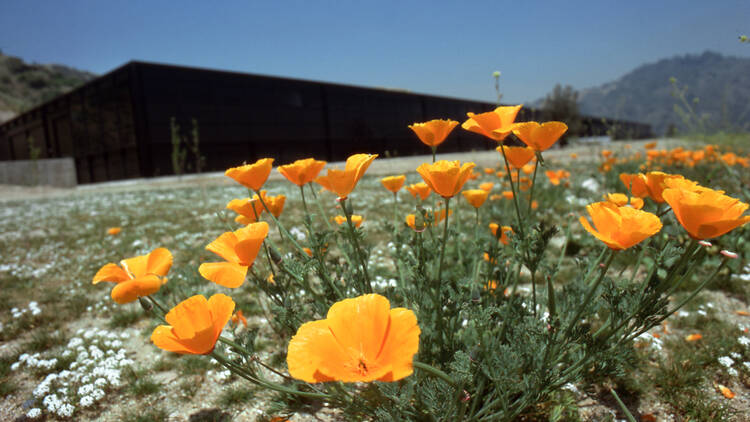 Planting Seeds: Remembering the L.A. Fires Planting Seeds: Remembering the L.A. Fires
