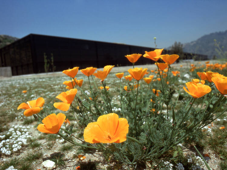 Planting Seeds: Remembering the L.A. Fires Planting Seeds: Remembering the L.A. Fires