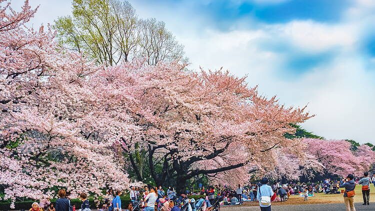 Shinjuku Gyoen sakura