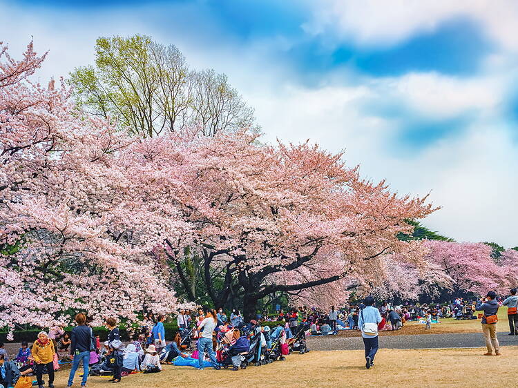 Here's the official Japan cherry blossom forecast for 2026 – updated Jan 22