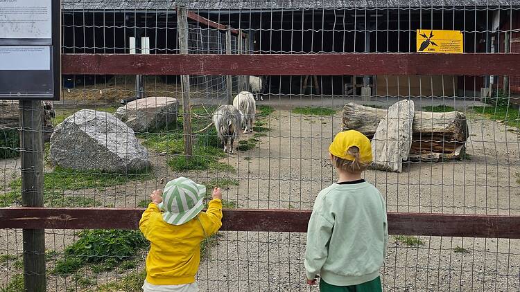 Say hi to the cows at Haltiala Farm