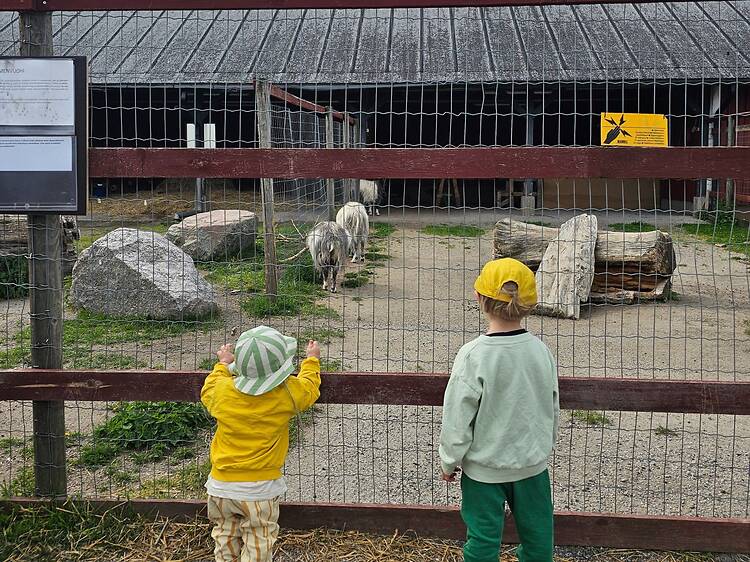 Say hi to the cows at Haltiala Farm