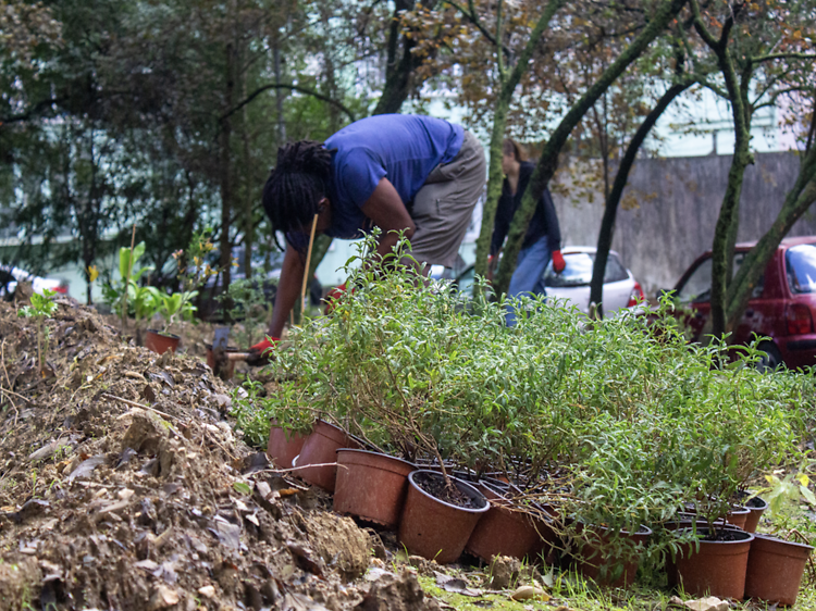 Quer ajudar a criar uma pequena floresta em Alvalade? Este mês levam-se as mãos à terra Quer ajudar a criar uma pequena floresta em Alvalade? Este mês levam-se as mãos à terra
