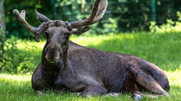 European elk European elk