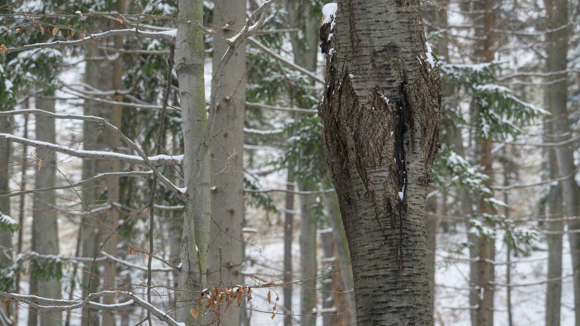 Chicago S Exploding Trees Explained Frost Cracks Not Blasts