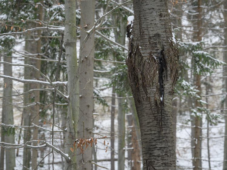 Current temperatures are apparently causing 'exploding trees' in Chicago. Here’s what that actually means.