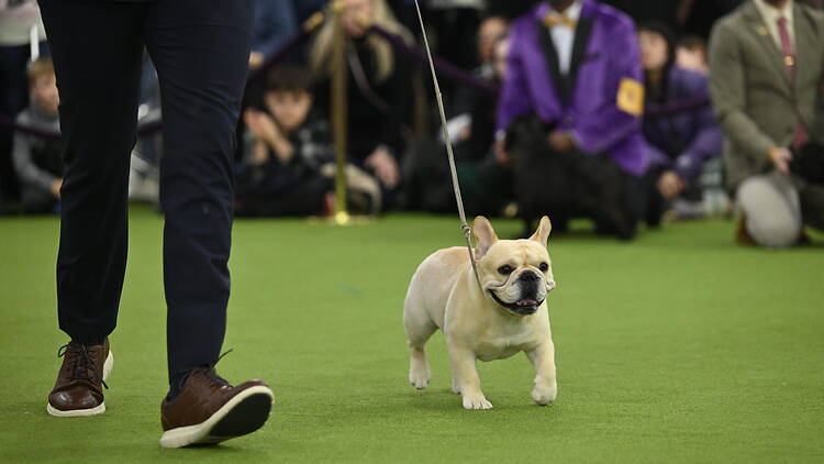 The Westminster Dog Show