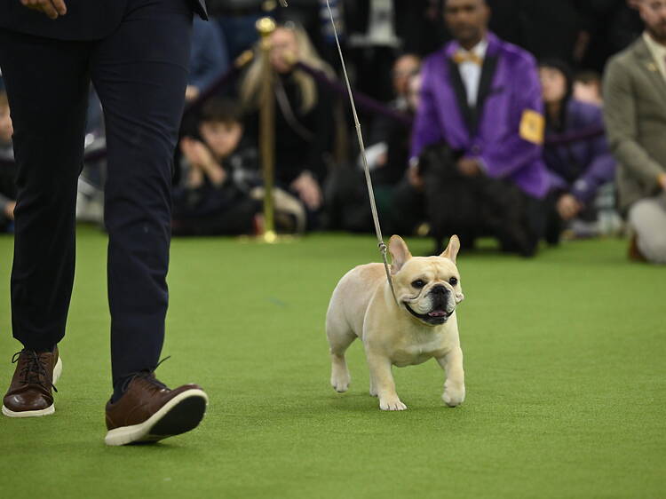 The Westminster Dog Show