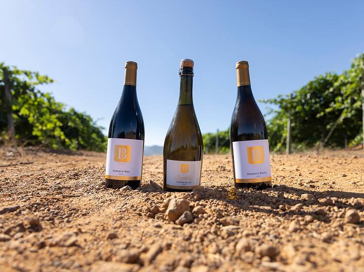 Boland Cellar Boland Cellar