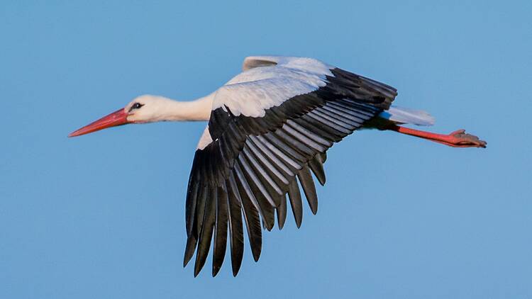 White stork