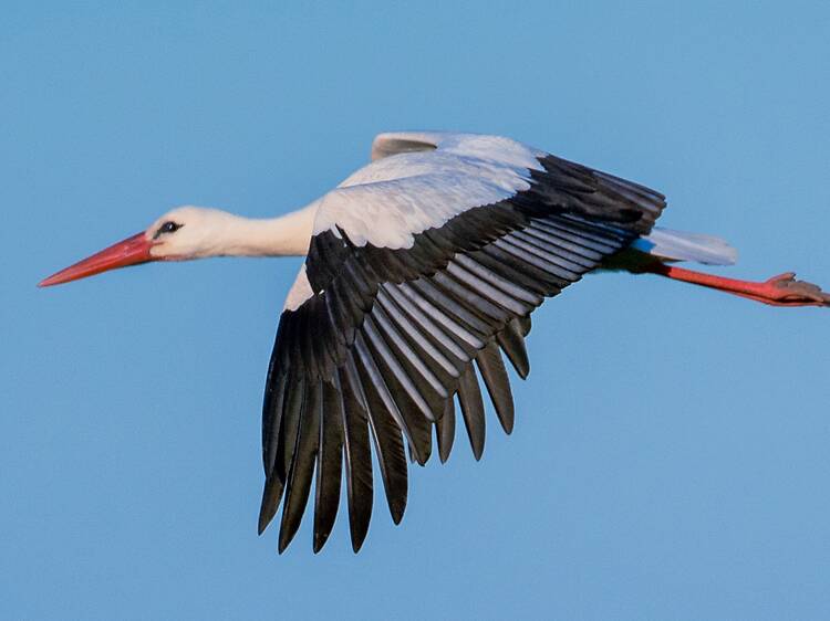 The extremely rare birds that are coming back to London after 600 years away The extremely rare birds that are coming back to London after 600 years away