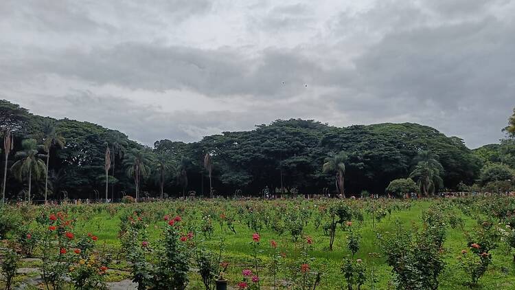  Lalbagh Botanical Garden and the glasshouse