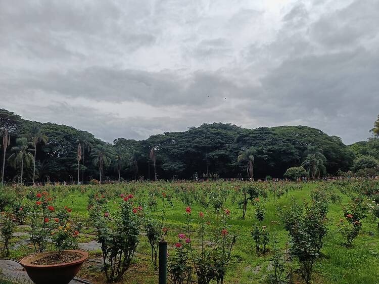  Lalbagh Botanical Garden and the glasshouse