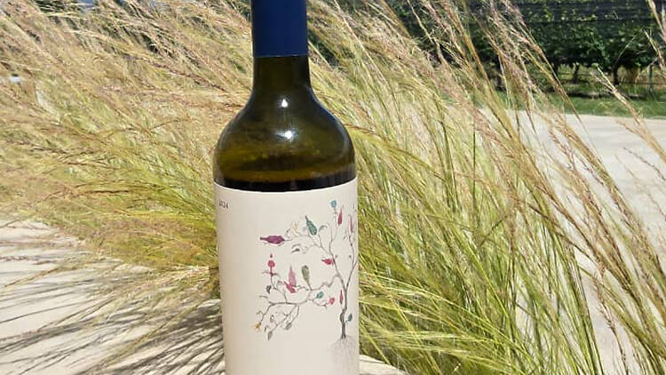 Wine Not – Bodega Andeluna