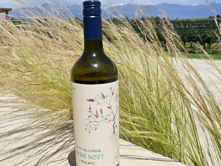 Wine Not – Bodega Andeluna