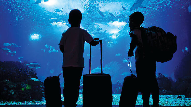 Dive into Portugal’s biggest aquarium