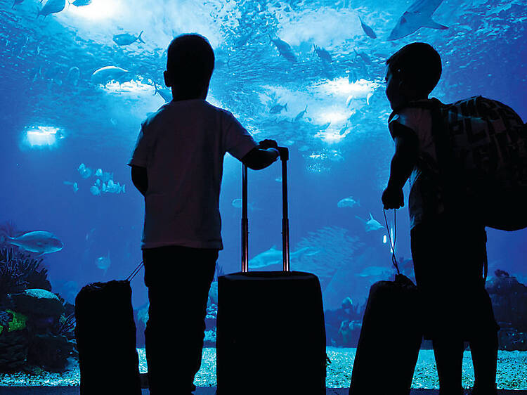 Dive into Portugal’s biggest aquarium