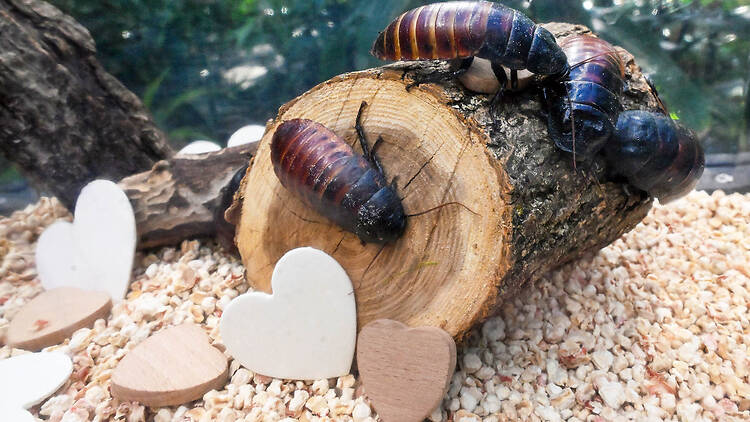 madagascar hissing cockroach madagascar hissing cockroach