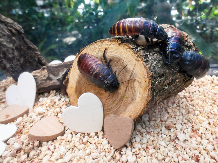 Name a cockroach after your ex at this Chicago zoo this Valentine's Day Name a cockroach after your ex at this Chicago zoo this Valentine's Day