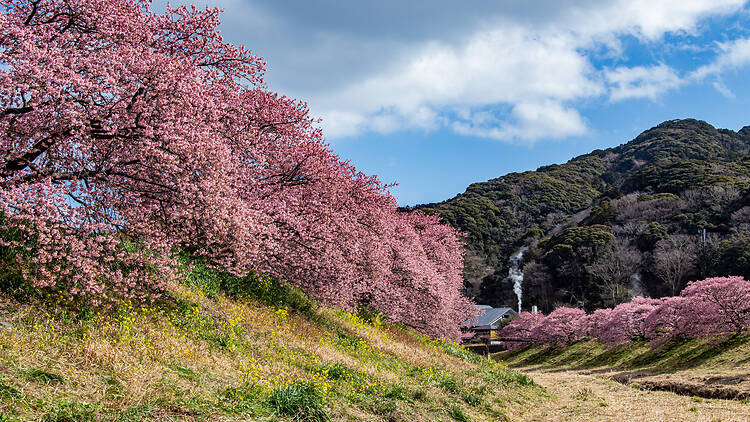 Kawazu River, Shizuoka