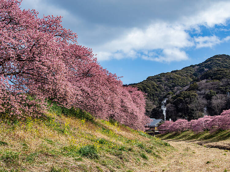 Kawazu River, Shizuoka