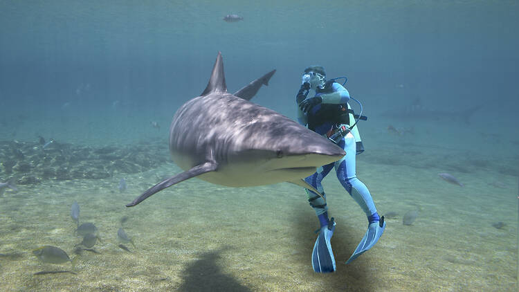 eMkhomazi: Shark diving