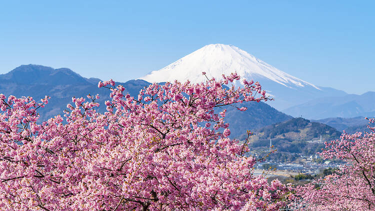 10 best places to see winter cherry blossoms in Japan – outside of Tokyo