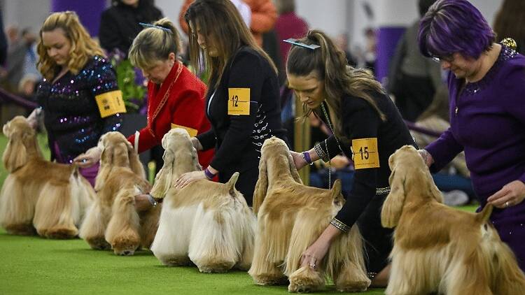 The Westminster Dog Show The Westminster Dog Show