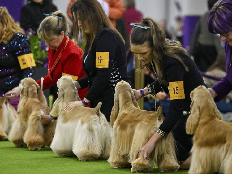 The Westminster Dog Show The Westminster Dog Show