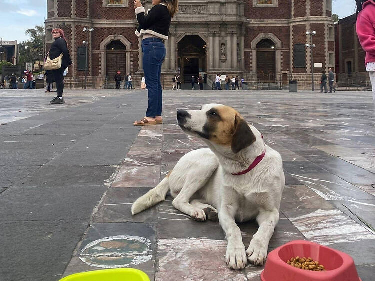 Ven por tu amidog a la Feria de Adopción de Perritos Peregrinos