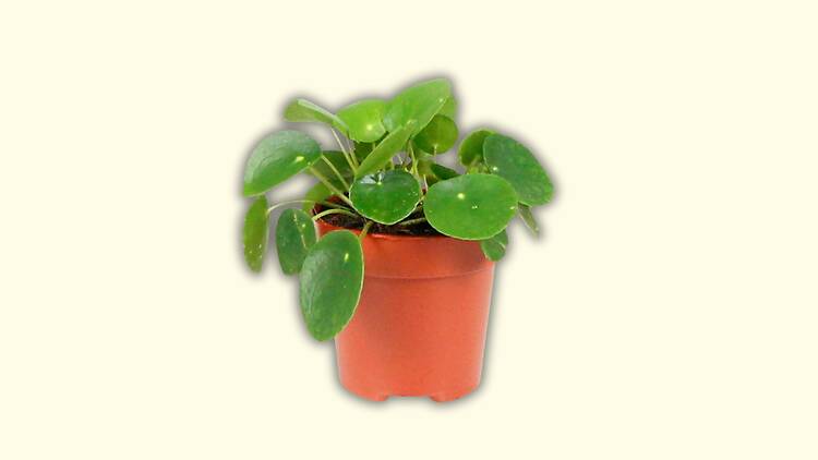 Uma planta milionária