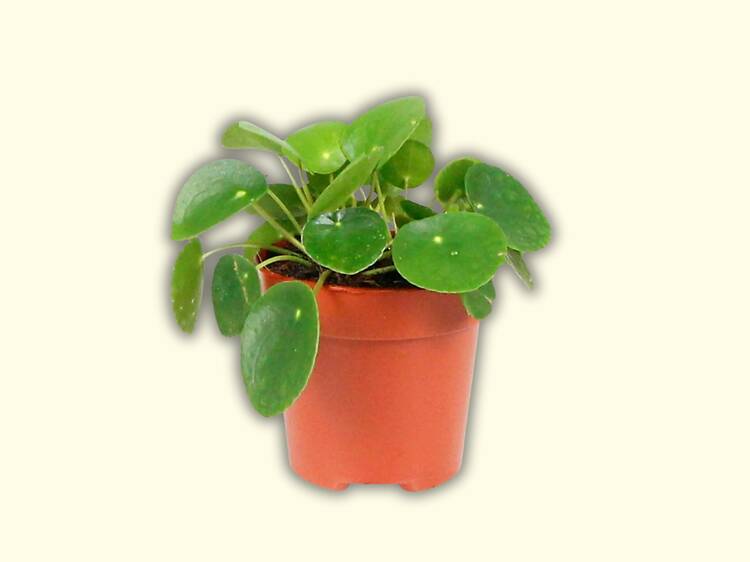 Uma planta milionária