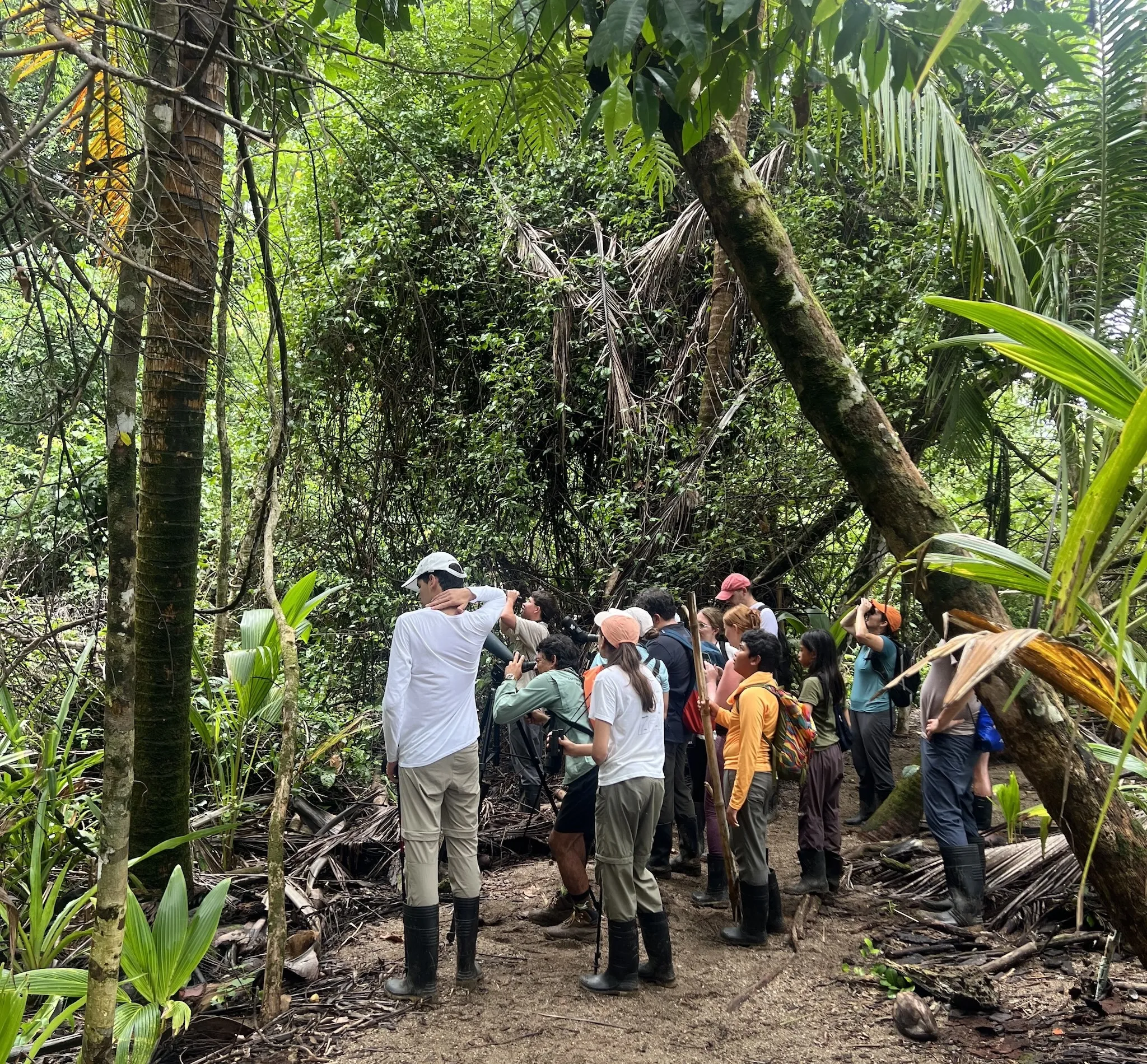 Hikers gather to see a sloth in Corcovado National Park