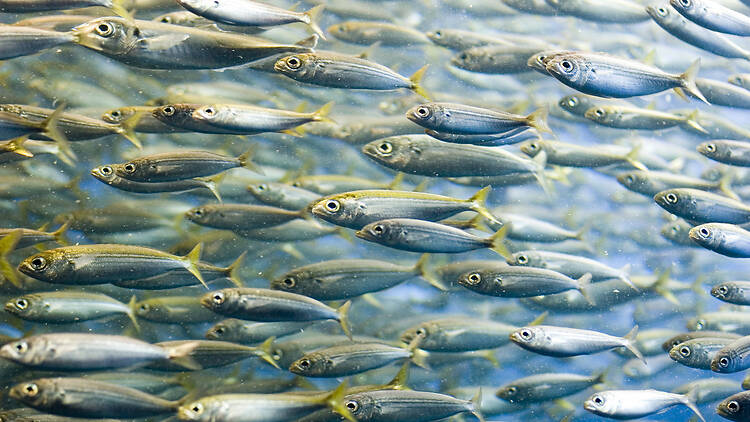 Port Edward: Sardine Run