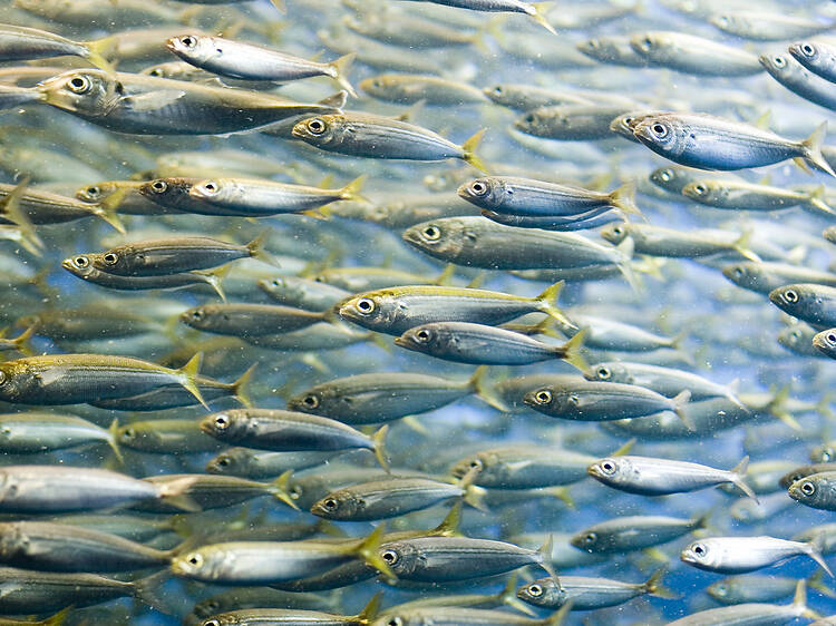 Port Edward: Sardine Run